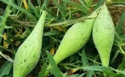 今日肇庆梢瓜多少钱