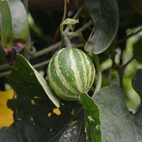 王瓜生今日照片