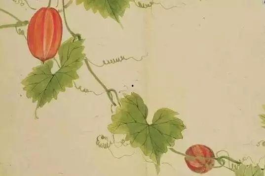 王瓜生今日照片