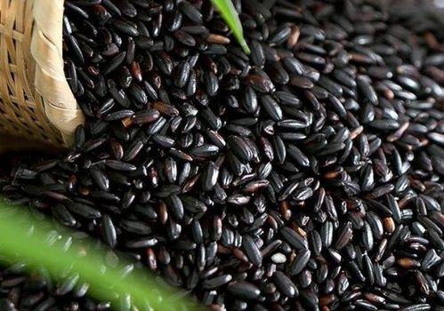 方瓜能与黑米一起吃吗,健康搭配的饮食新选择