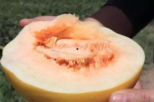 吃黑蜜瓜上火还是下火,上火还是下火，揭秘夏日消暑之谜