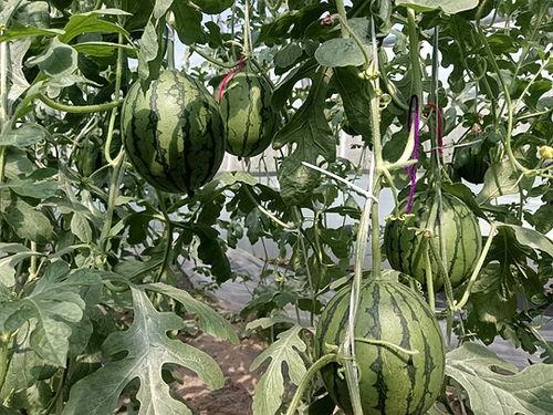 寿光小吊瓜今日行情,丰收喜讯，价格稳中有升”