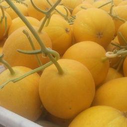 吊瓜价格今日价表,今日吊瓜价格行情概述