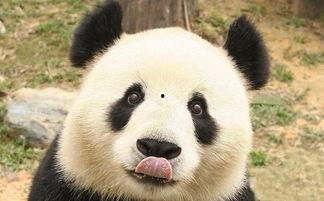 黑料网曝门谭竹熊猫吃瓜网,吃瓜群众热议网络舆论风暴