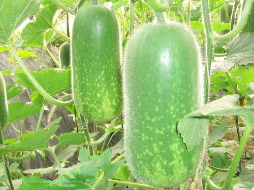 今日吃瓜肖静雯图片高清