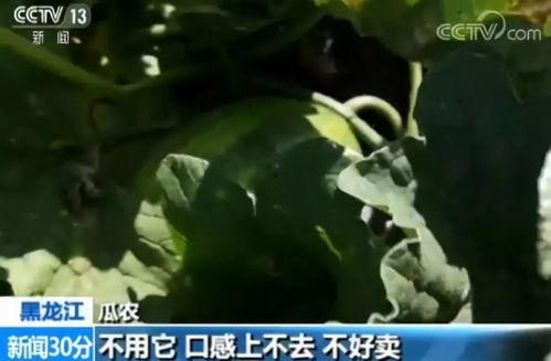 吃瓜黑科超长影片,一场视觉盛宴与悬疑之旅