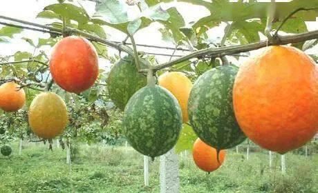 山东小吊瓜今日价格,市场行情实时解析