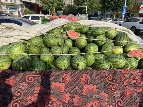 山东小吊瓜今日价格,市场行情实时解析